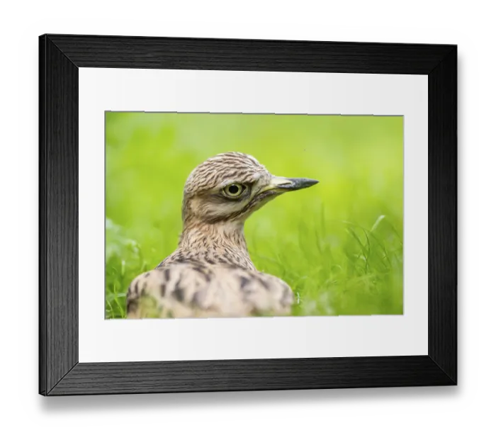 Framed Print : Eurasian stone-curlew (Burhinus oedicnemus) lying on a meadow Framed Print : Eurasian stone-curlew (Burhinus oedicnemus) lying on a meadow
