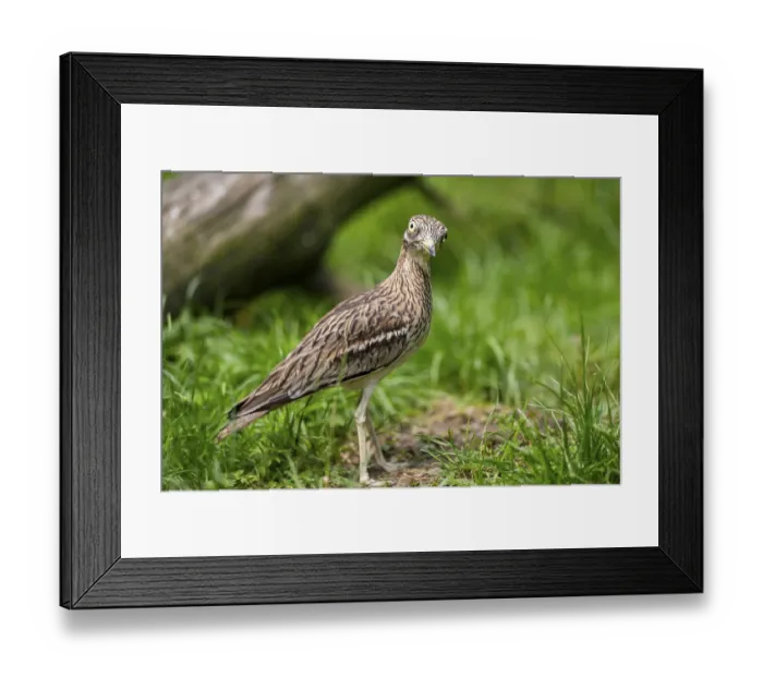 Framed Print : Eurasian stone-curlew (Burhinus oedicnemus) standing on a meadow