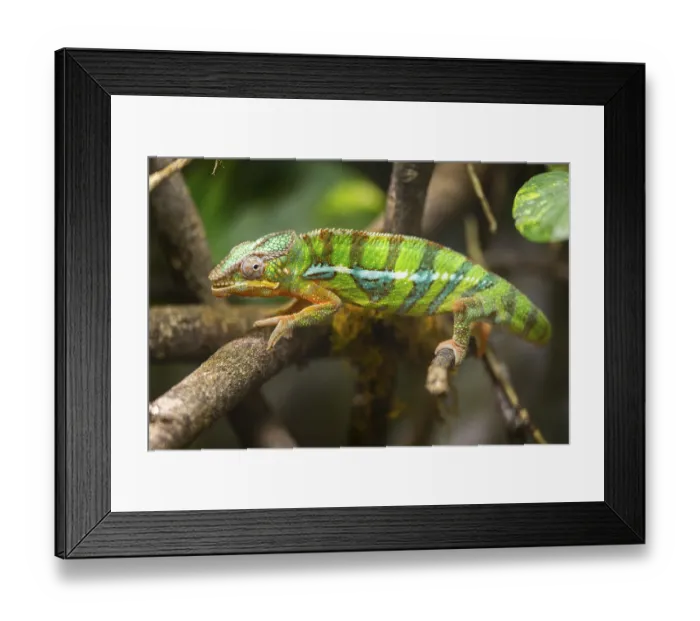 Framed Print : Veiled chameleon (Chamaeleo calyptratus) walking on a branch