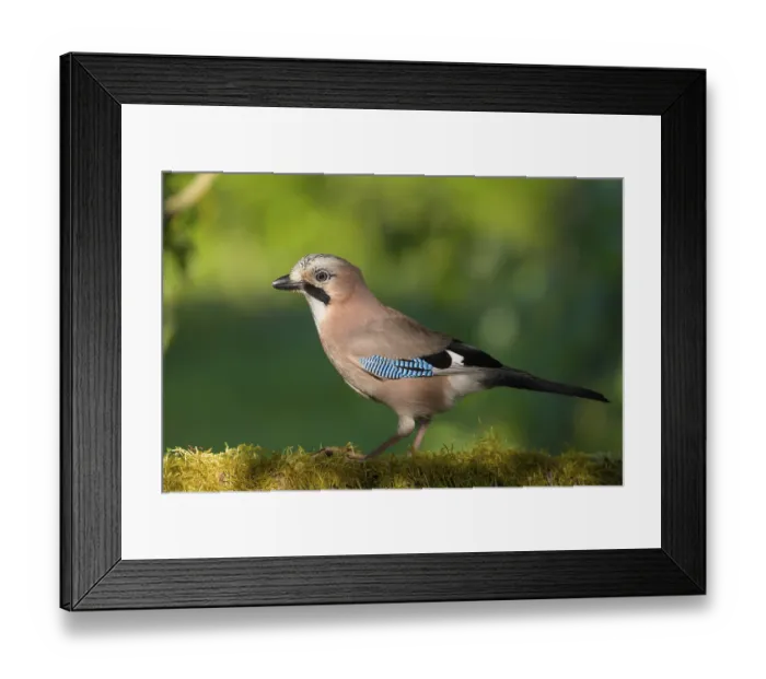 Framed Print : Eurasian jay (Garrulus glandarius) on branch with moss