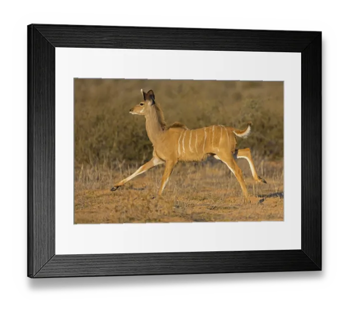 Framed Print : Greater kudu, (Tragelaphus trepsiceros)