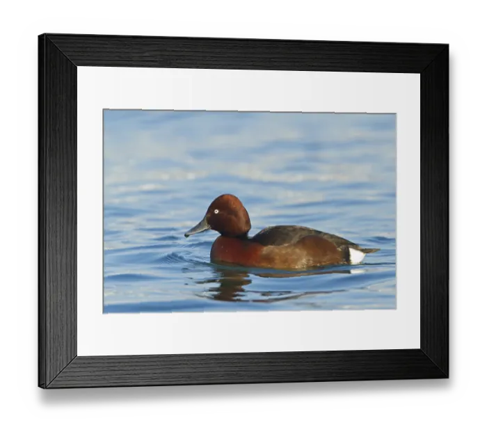 Framed Print : Ferruginous Duck, (Aythya nyroca) Framed Print : Ferruginous Duck, (Aythya nyroca)