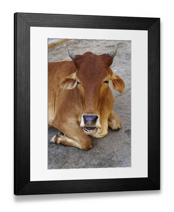 Framed Print : Jaisalmer, Rajasthan, North India