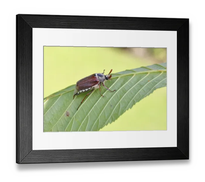 Framed Print : May beetle, wood cockchafer (Melolontha hippocastani)