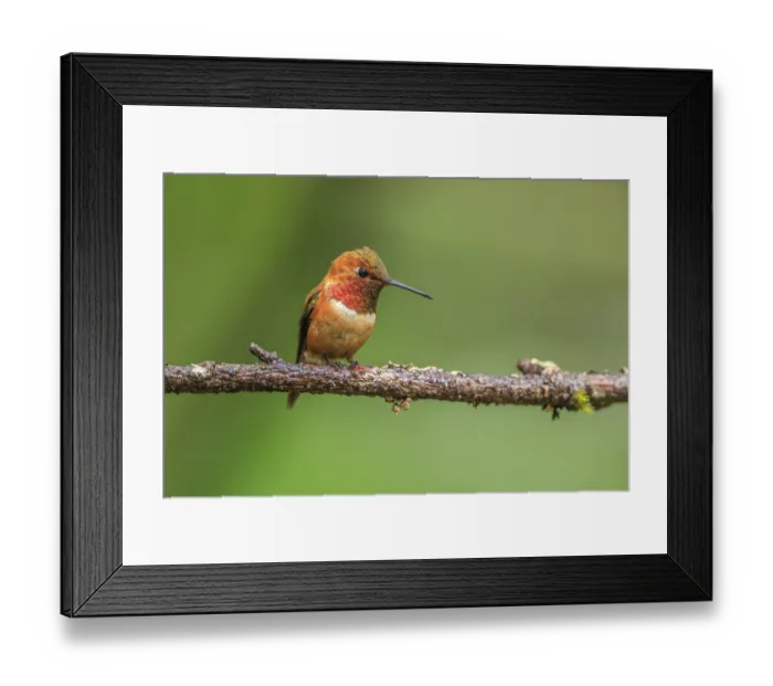 Framed Print : A tiny Rufous Hummingbird (Selasphorus rufus) sitting on a tree branch with a soft green background