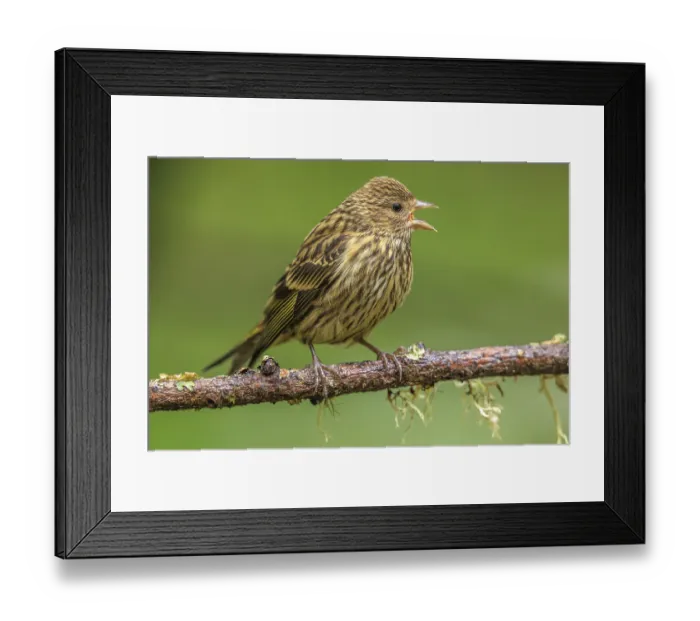 Framed Print : A Pine Siskin (Spinus pinus) perched on a tree branch singing with a soft green background Framed Print : A Pine Siskin (Spinus pinus) perched on a tree branch singing with a soft green background