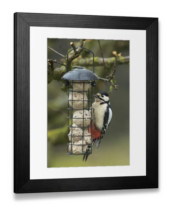 Framed Print : Great spotted woodpecker male hanging from feeder on the left Framed Print : Great spotted woodpecker male hanging from feeder on the left