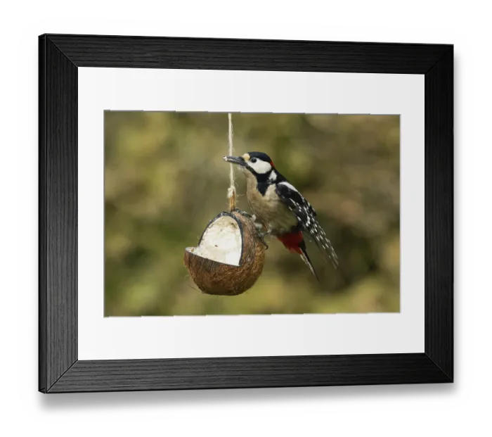 Framed Print : Great spotted woodpecker male with food in beak hanging on feeding dish looking left