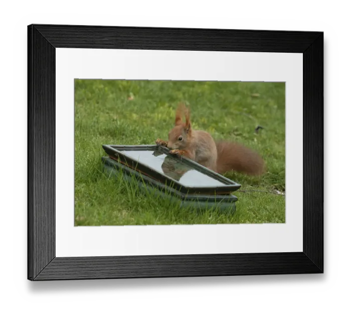Framed Print : Squirrel leaning at table with water in green grass standing drinking looking left