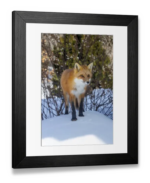 Framed Print : Red fox (vulpes vulpes), Fox standing on the snow and looking ahead