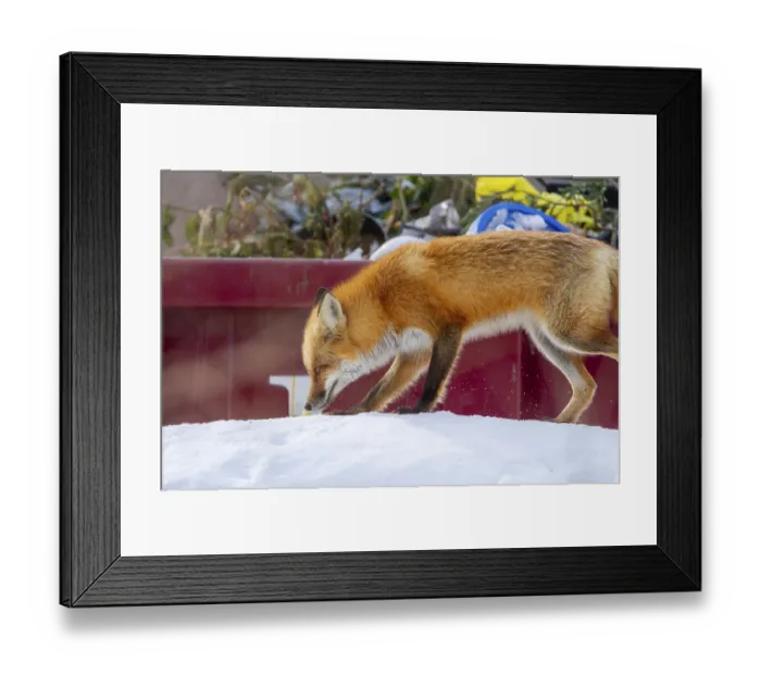 Framed Print : Red fox (Vulpes vulpes), Fox smelling a scent on snow near a waste container Framed Print : Red fox (Vulpes vulpes), Fox smelling a scent on snow near a waste container