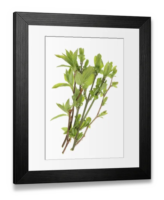 Framed Print : A bunch of twigs with young leaves of spring forest bushes and trees