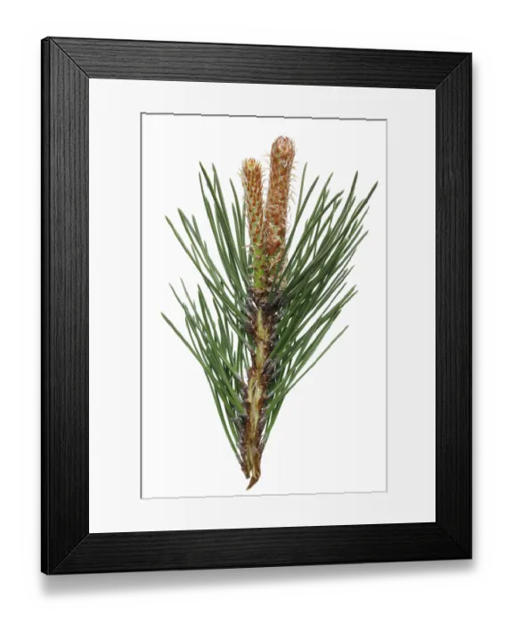 Framed Print : A branch of a pine forest tree with spring April young buds of cones