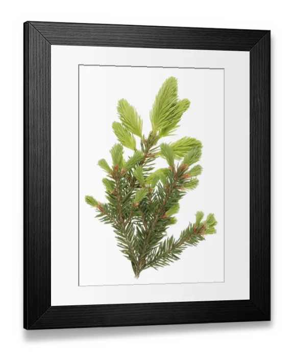 Framed Print : A branch of a fir forest tree with spring April young new twigs Framed Print : A branch of a fir forest tree with spring April young new twigs