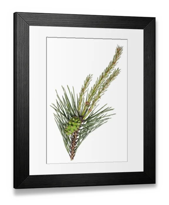 Framed Print : A branch of a pine forest tree with spring April young buds and green cone Framed Print : A branch of a pine forest tree with spring April young buds and green cone
