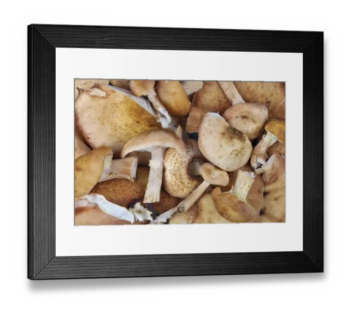Framed Print : Shitake real forest tree mushrooms macro background Framed Print : Shitake real forest tree mushrooms macro background