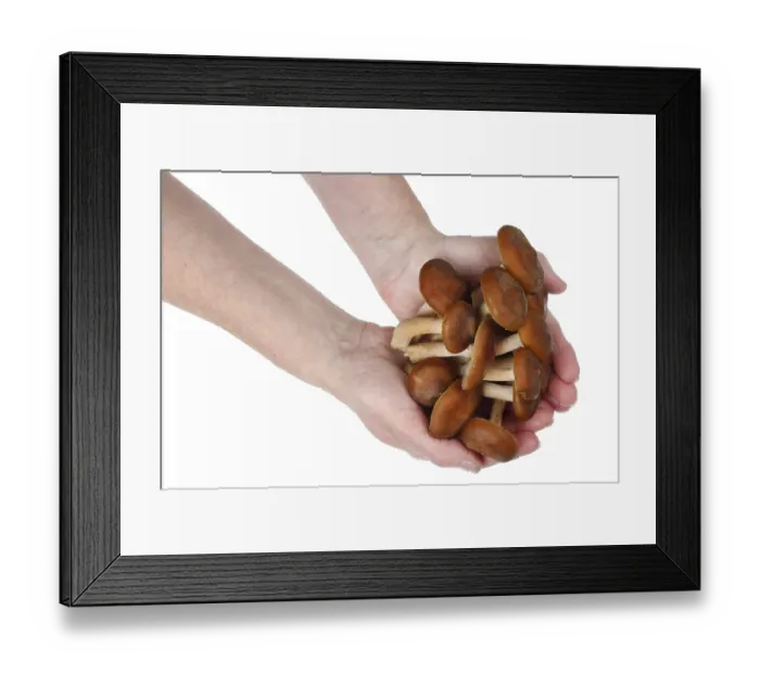 Framed Print : Shitake real fresh forest tree mushrooms in rural woman hands Framed Print : Shitake real fresh forest tree mushrooms in rural woman hands