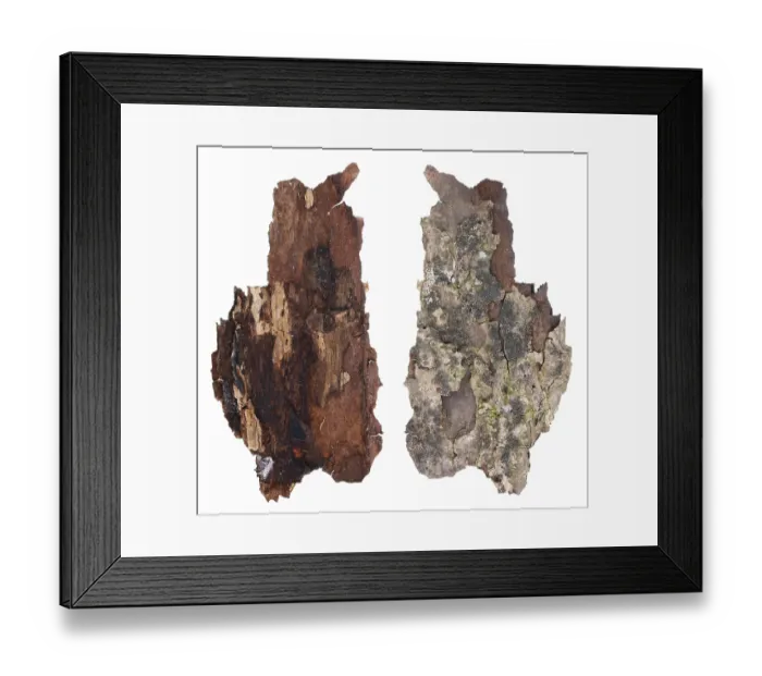 Framed Print : The top and bottom view of a fragment of aspen tree rotten bark with a colony of growing forest lichen Framed Print : The top and bottom view of a fragment of aspen tree rotten bark with a colony of growing forest lichen