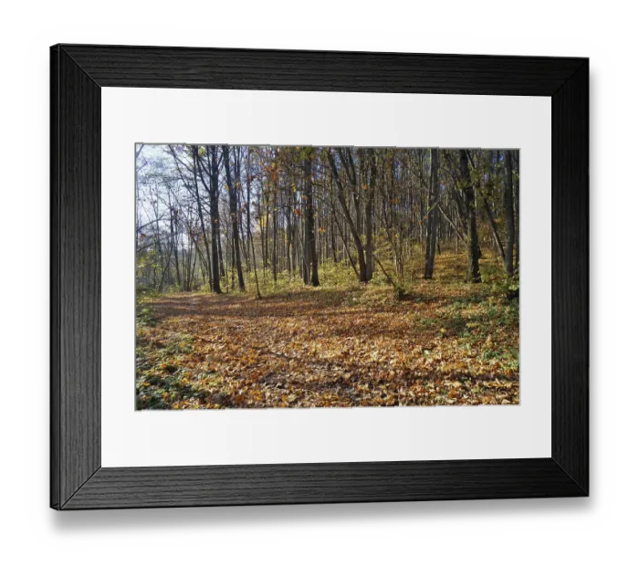 Framed Print : Maple forest in the fall covered with gold leaves seasonal sunny day landscape Framed Print : Maple forest in the fall covered with gold leaves seasonal sunny day landscape