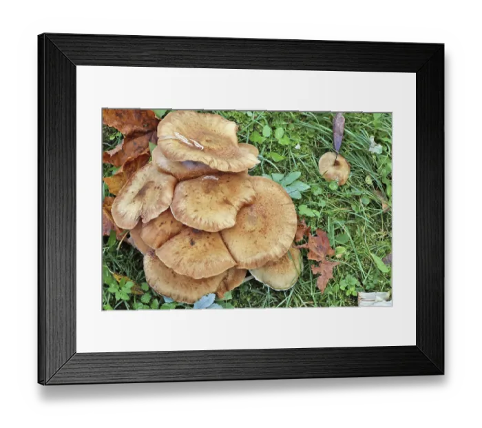 Framed Print : Shitake real forest tree mushrooms grow on forest grassy green glade Framed Print : Shitake real forest tree mushrooms grow on forest grassy green glade