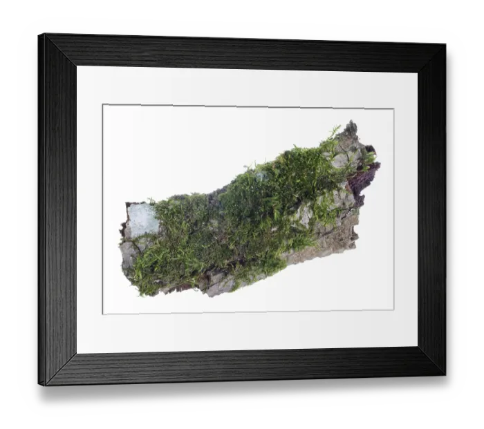 Framed Print : Ecosystem on a piece of pine bark concept Framed Print : Ecosystem on a piece of pine bark concept