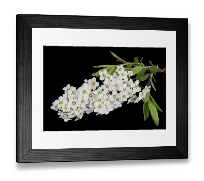 Framed Print : White spring blossom flowers of forest Bird Berry tree
