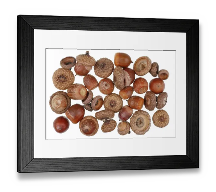 Framed Print : Christmas forest background of dry wild forest acorns of canadian oak tree