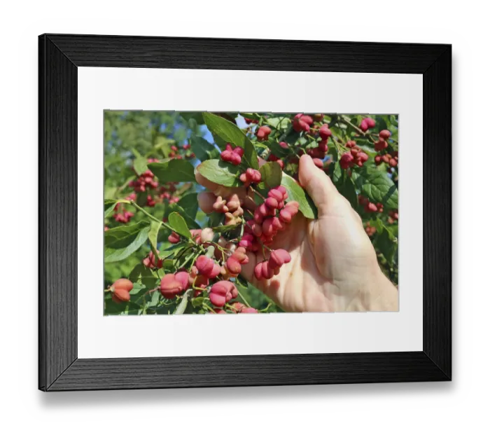Framed Print : Bunch of real wild unripe pink forest euonymus tree seeds in senior woman hand Framed Print : Bunch of real wild unripe pink forest euonymus tree seeds in senior woman hand