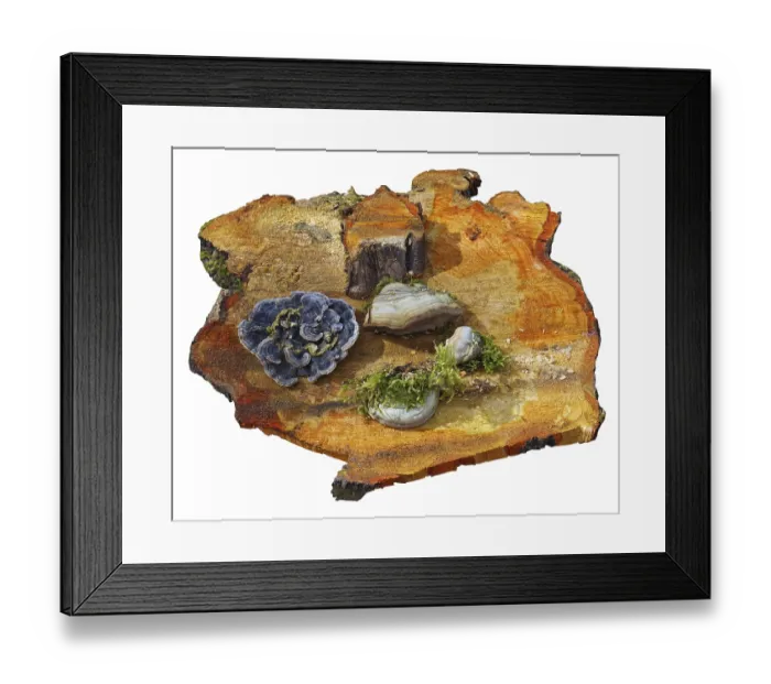 Framed Print : Mushrooms and moss are located on a fresh wet saw cut of an old pine tree
