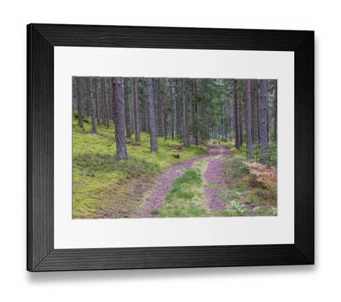 Framed Print : Small forest road with a grass shoulder in a coniferous forest with high spruce trees in autumn