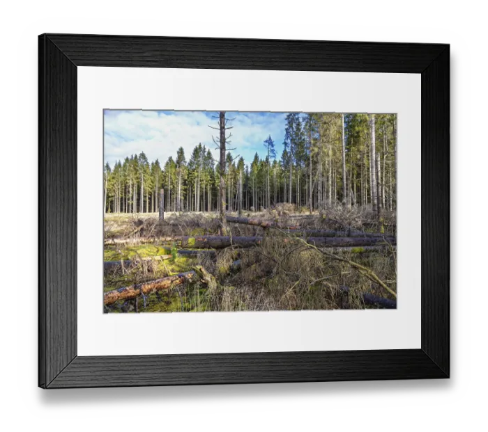 Framed Print : Clearcutting in a coniferous forest with blown down spruce trees at the forest edge Framed Print : Clearcutting in a coniferous forest with blown down spruce trees at the forest edge