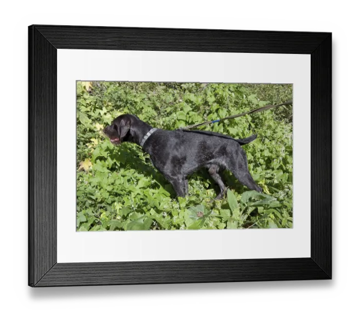 Framed Print : The hunting young dog retriver German Wirehaired Pointer (Drahthaar) felt a partridge in a grass