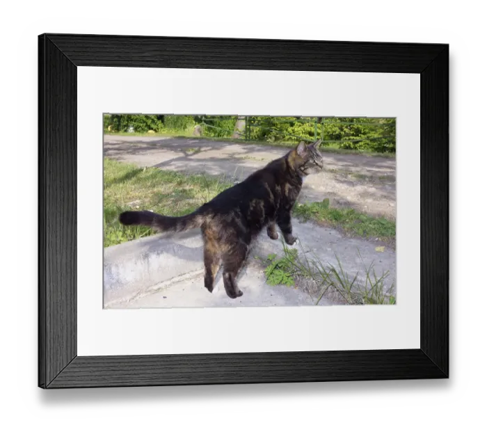 Framed Print : Curious village cat looks at the road and waits for its owner