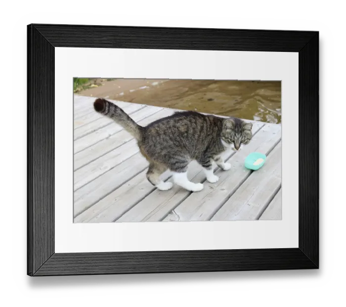 Framed Print : Home tabby cat sniffs soap on a wooden rural river bridge