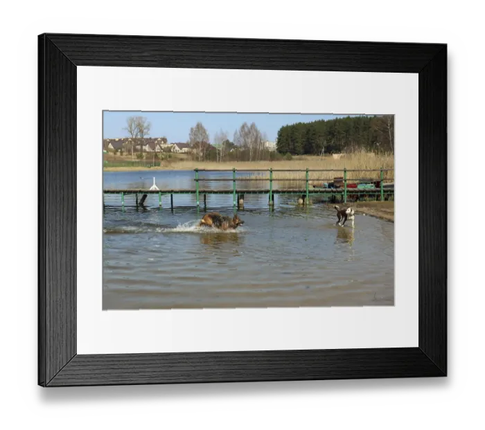 Framed Print : Two dogs play in the cold water of the spring April lake