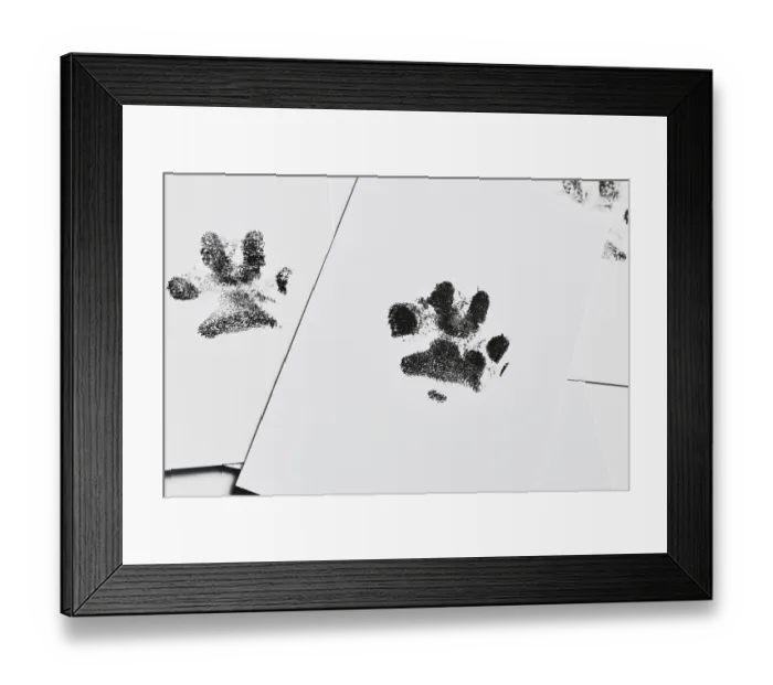 Framed Print : Dog paw prints on white paper. Close up pet keepsake as memory of beloved dog Framed Print : Dog paw prints on white paper. Close up pet keepsake as memory of beloved dog