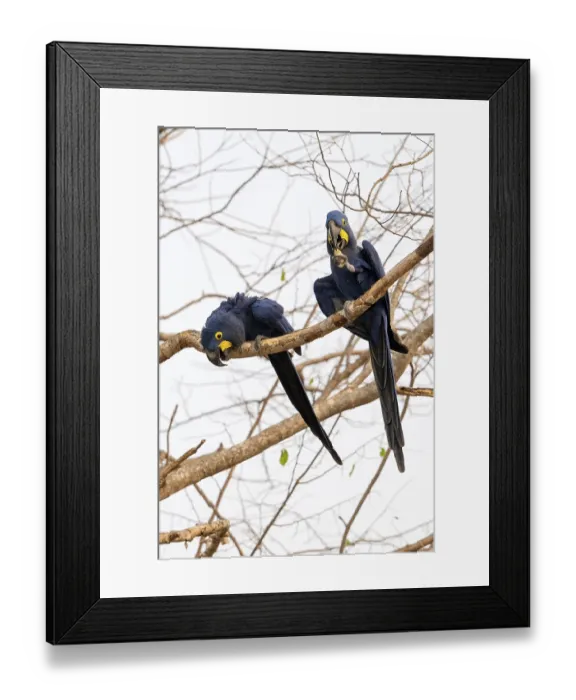 Framed Print : Hyacinth Macaw (Anodorhynchus hyacinthinus)