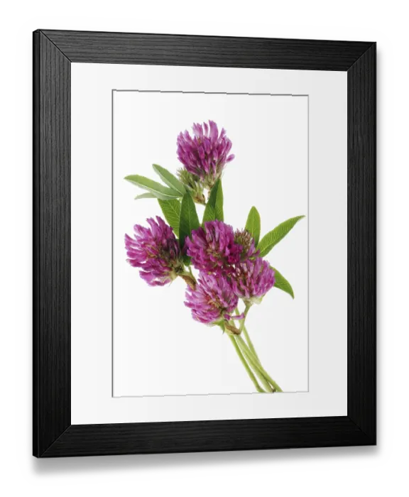 Framed Print : A real wildflower meadow clover is the best food for a cow