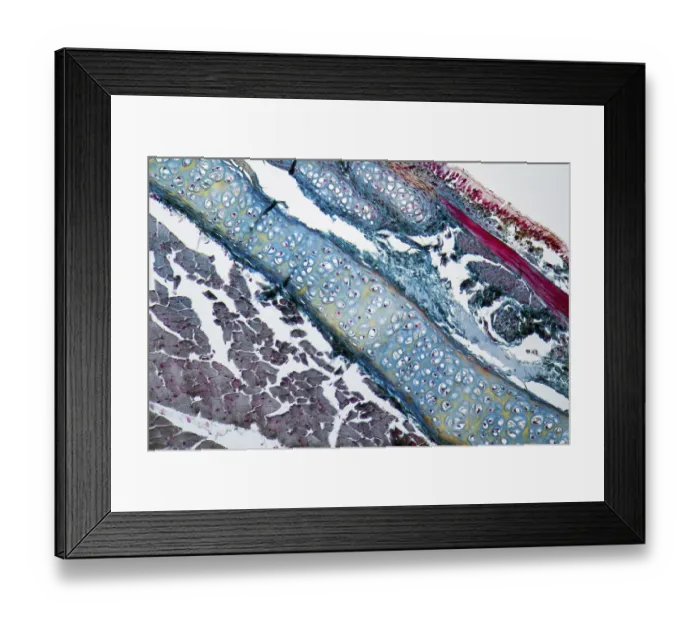 Framed Print : Full frame microscopic shot showing some details of the neck organs from a rat