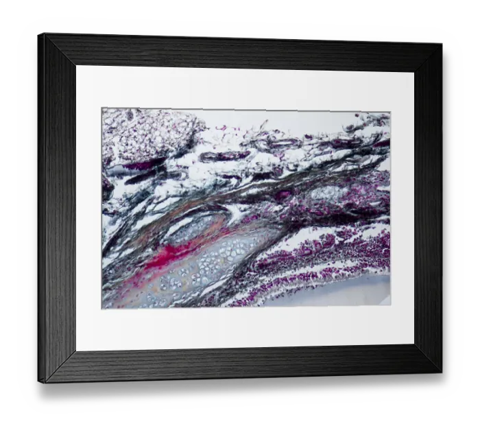 Framed Print : Full frame microscopic shot showing some details of the neck organs from a rat