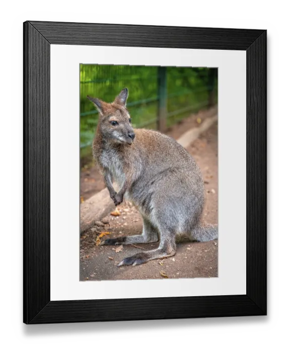 Framed Print : Kangaroo (Macropodidae) standing in the park with attentive gaze and bushy tail