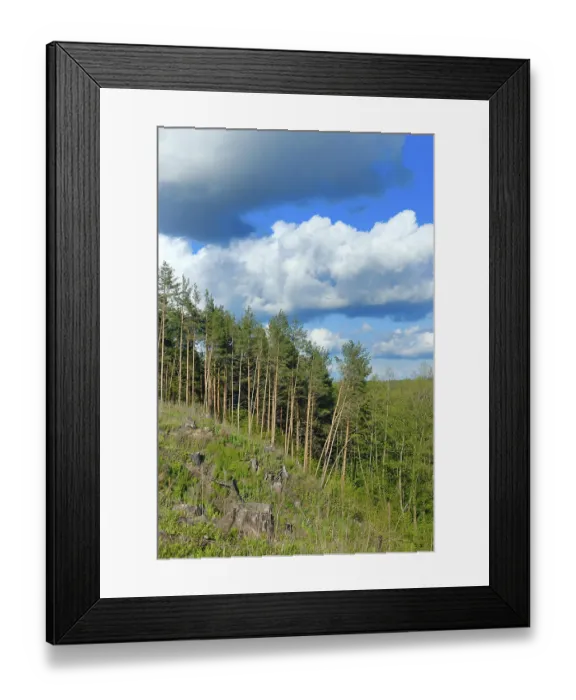 Framed Print : Clouds in the blue sky above the pine forest and timber cutting
