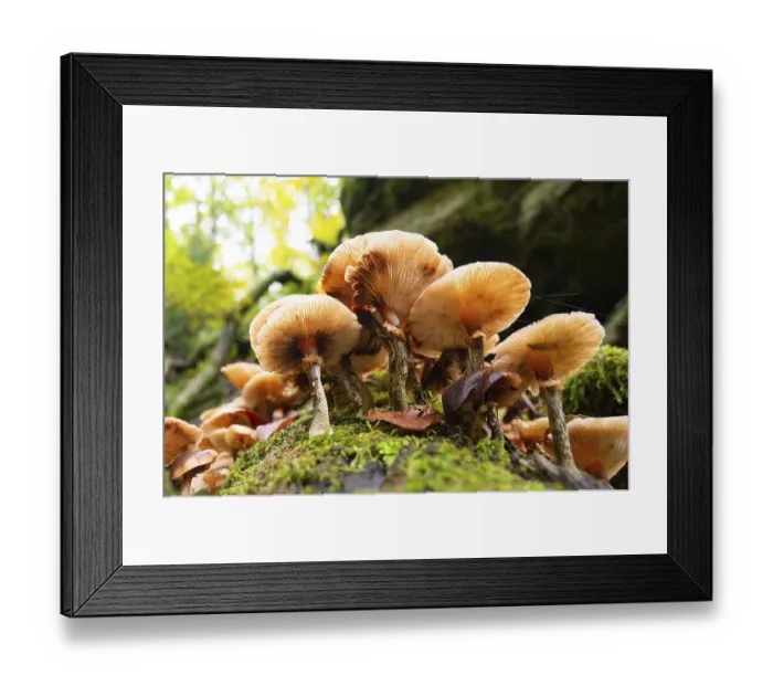 Framed Print : Lung oyster mushroom growing on a moss covered tree trunk