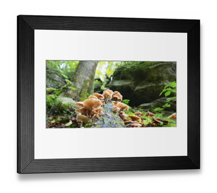 Framed Print : Lung oyster mushroom growing on a moss covered tree trunk Framed Print : Lung oyster mushroom growing on a moss covered tree trunk
