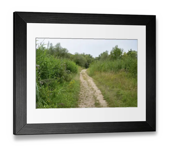 Framed Print : Road throug forest in summer, green trees and meadow Framed Print : Road throug forest in summer, green trees and meadow