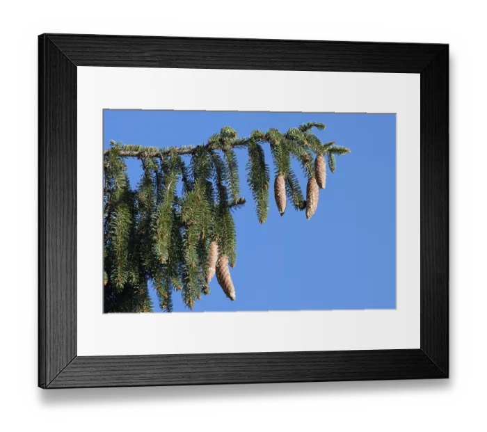 Framed Print : Spruce cones growing on a branch of tree