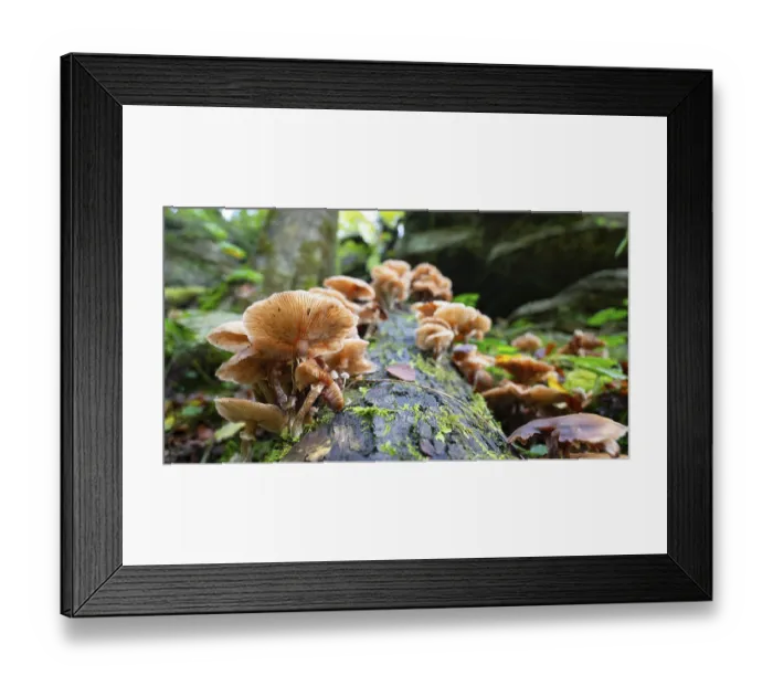 Framed Print : Lung oyster mushroom growing on a moss covered tree trunk