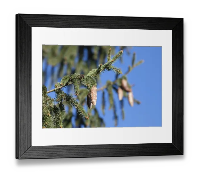 Framed Print : Spruce cones growing on a branch of tree Framed Print : Spruce cones growing on a branch of tree