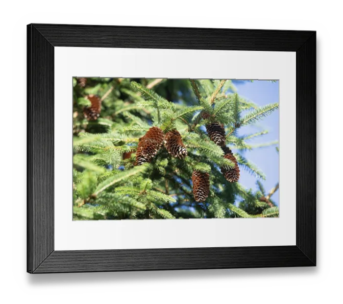 Framed Print : Picea abies, european spruce, downhanging branchlets Framed Print : Picea abies, european spruce, downhanging branchlets