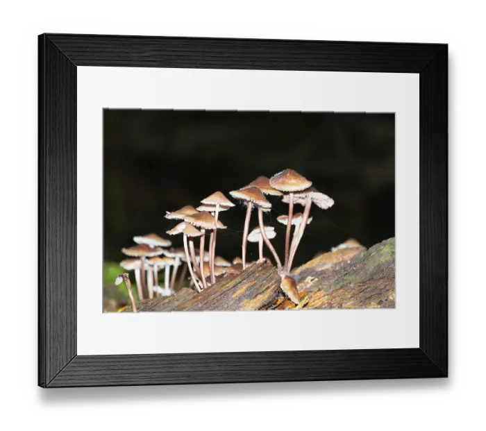 Framed Print : Bleeding fairy helmet mushrooms grow on dead wood